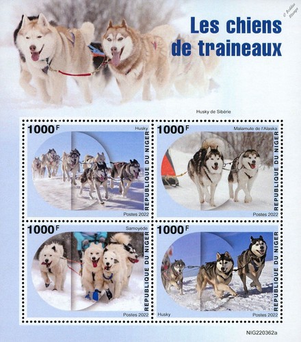 Sled dogs husky samoied - sled,