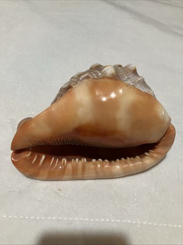 Conchiglie craned 10 - conchiglie,
