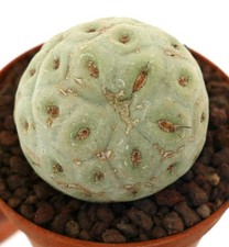 Tephrocactus geometricus ONE BALL CRS