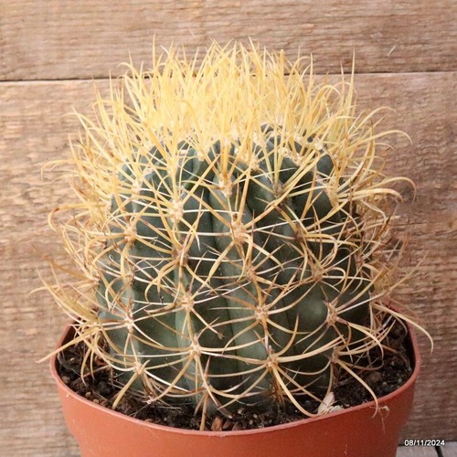 Ferocactus chrysacanthus vaso