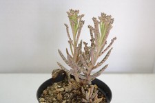 Pianta grassa Succulenta KALANCHOE TUBIFLORA Piante grasse succulenti vaso terra