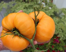 Pomodoro colazione Kellogg's -