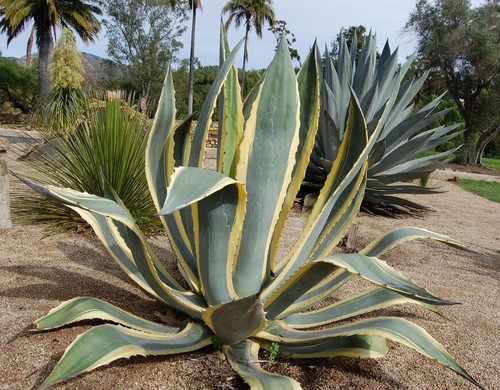 Semi agave americana - semi,