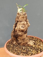 Bonsai Olivastro 17x30Cm In