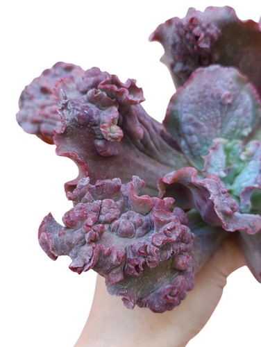 Echeveria arlequin variegata