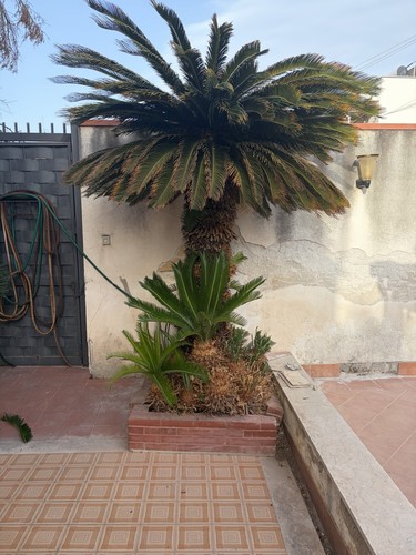 Cycas palma esterno - palma, da
