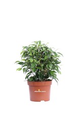 Pianta ficus benjamina - di,
