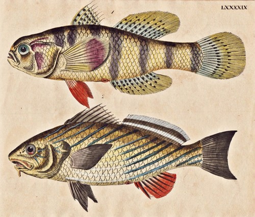 Pesce grande scaglie - pesce, di