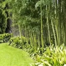 PIANTA DI BAMBU'  da giardino