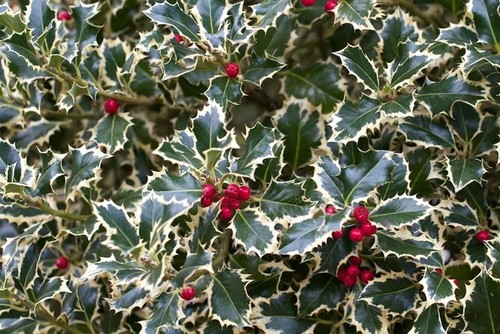 Agrifoglio argentea marginata - agrifoglio,