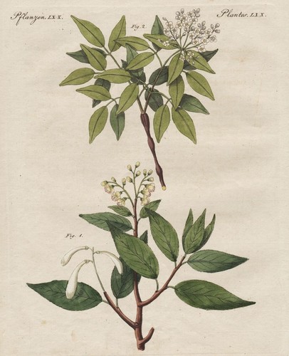 Balsamo elemi cedronella - elemi,