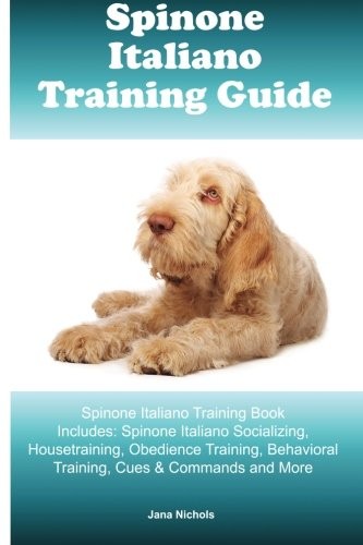 Spinone italiano training - spinone,