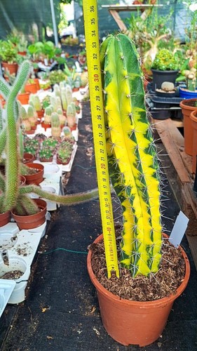 Stenocereus stellatus - stenocereus,