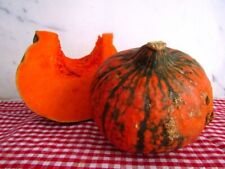 Zucca  Lakota 10 Semi