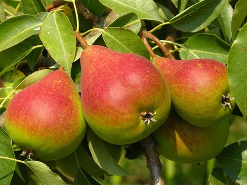 Pianta pero varietà bella - varietà,
