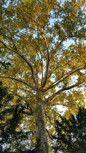 Vero platanus orientalis - platanus, 1