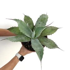 Agave verdensis X Agave
