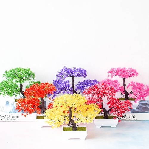 Bonsai alta qualità pianta - di,
