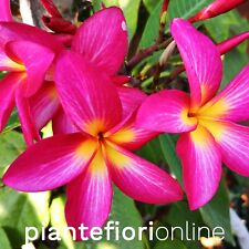 Plumeria RASPBARRY SUNDAE