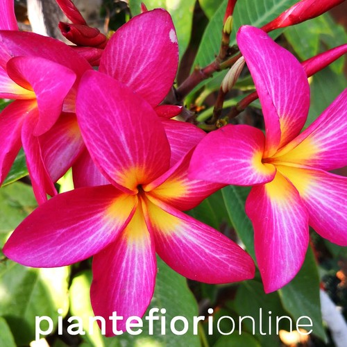 Plumeria raspbarry sundae - raspbarry,
