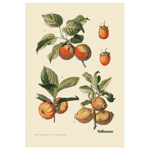 Canovaccio cucina vallesusa - da,