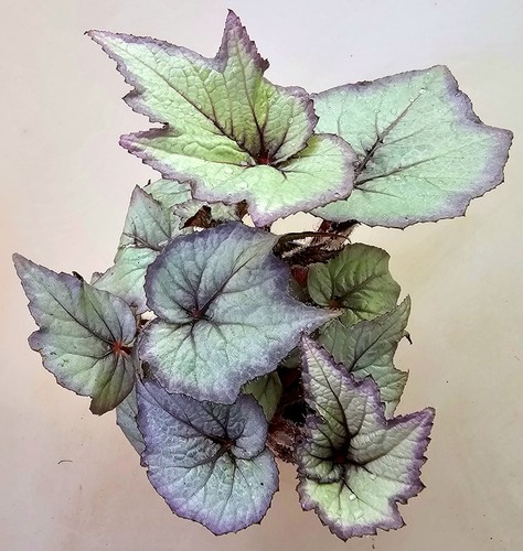 Begonia ibrida con