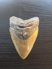 4.5 Inch Megalodon Shark Tooth