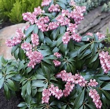 Campanellino ombra brughiera