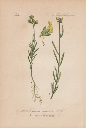 Erba semplice linaria - erba,