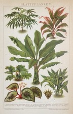 Grafica originale Flora