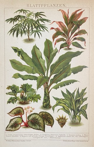 Grafica originale flora - grafica,