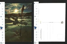 PAESAGGIO ALPINO - ARBUSTI INNEVATI - 50742