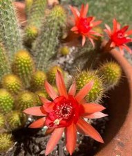 LARGE,Hildewintera,Hybrid,TRAI