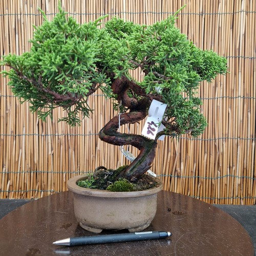 Bonsai ginepro 28cm vista - di, h