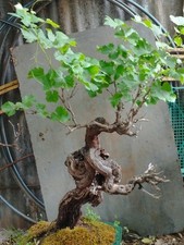 Bonsai Vite D'uva Secolare