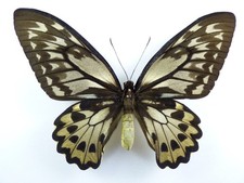 Ornitotteri croesus ssp