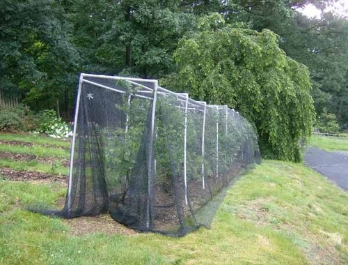 Rete deluxe x100 - rete, 20'x100'