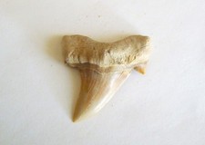 Fossili dente di squalo - fossili,