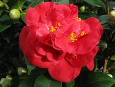 1 PIANTA DI CAMELIA JAPONICA