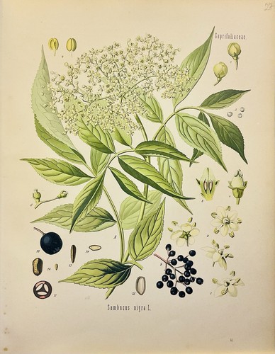Sambucus nigra 1886 botanica
