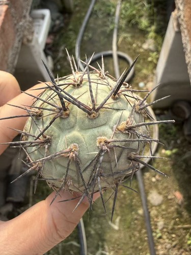 Pianta cactus succulenta - pianta,
