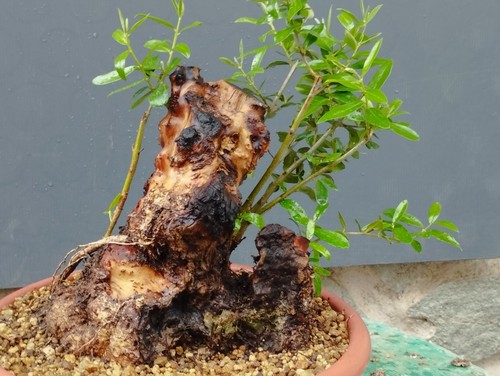 Bonsai olivastro 30x20cm - bonsai, in