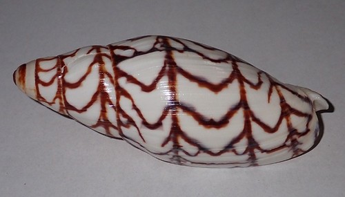 103 mega rare volutoconus - 103, mm