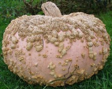 10 SEMI DI ZUCCA GALLOSA D'EYSINES - ZUCCA ARACHIDI + OMAGGIO