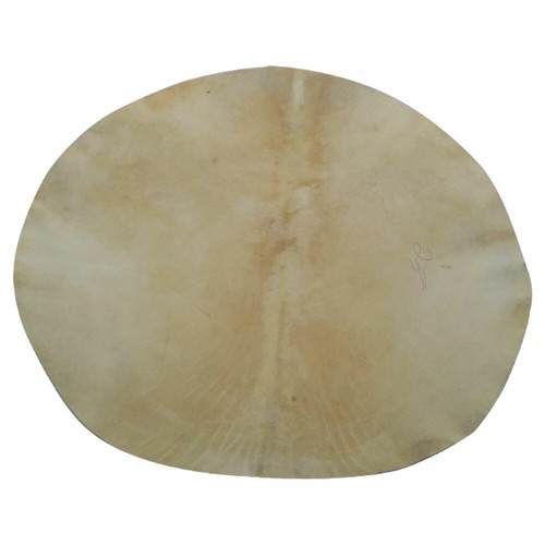 Rullante testa capra 22 - testa, 22"