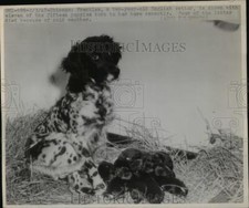 1947 Foto Stampa Cane Setter