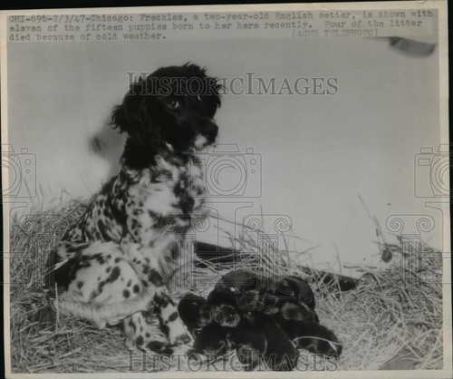 1947 foto stampa cane - 1947,