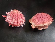 Conchiglia Shell Lotto