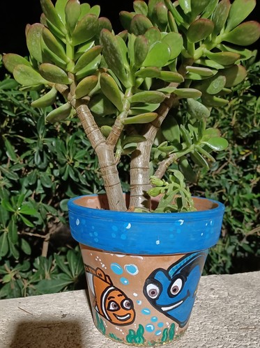Pianta grasse crassula vaso - pianta,