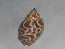 BABYLONIA SPIRATA AWESOME